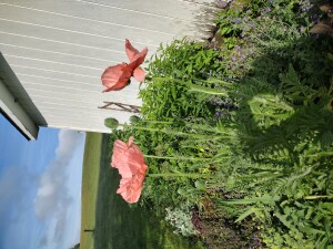 Poppies exploding next to the barn, such magical papery flowers. 
