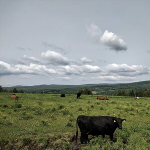 Cows in a field of buttercups, imagine the milk! 