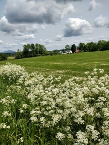 Love picking wildflowers to fill my space. 