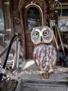 A ramshackle carving studio I pass on my walk. This owl greets visitors with his sharp eyes. 