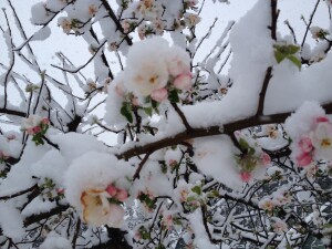 We have been frozen in old roles of pain and separation. Now the snow melts, the ice departs and our true beauty blossoms. 