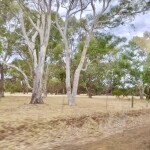 The bush with its eucalyptus trees. 