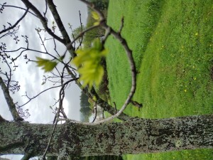 Nature and life circle back as new growth emerges. 