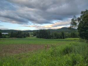 Corn planted in three successions to extend the season. We are building our strength in successive plantings to be the love that we are. 