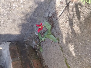 This poppy found its way to bloom at the bottom of my steps. A bit of dirt in the concrete and it took the opportunity to shine. 